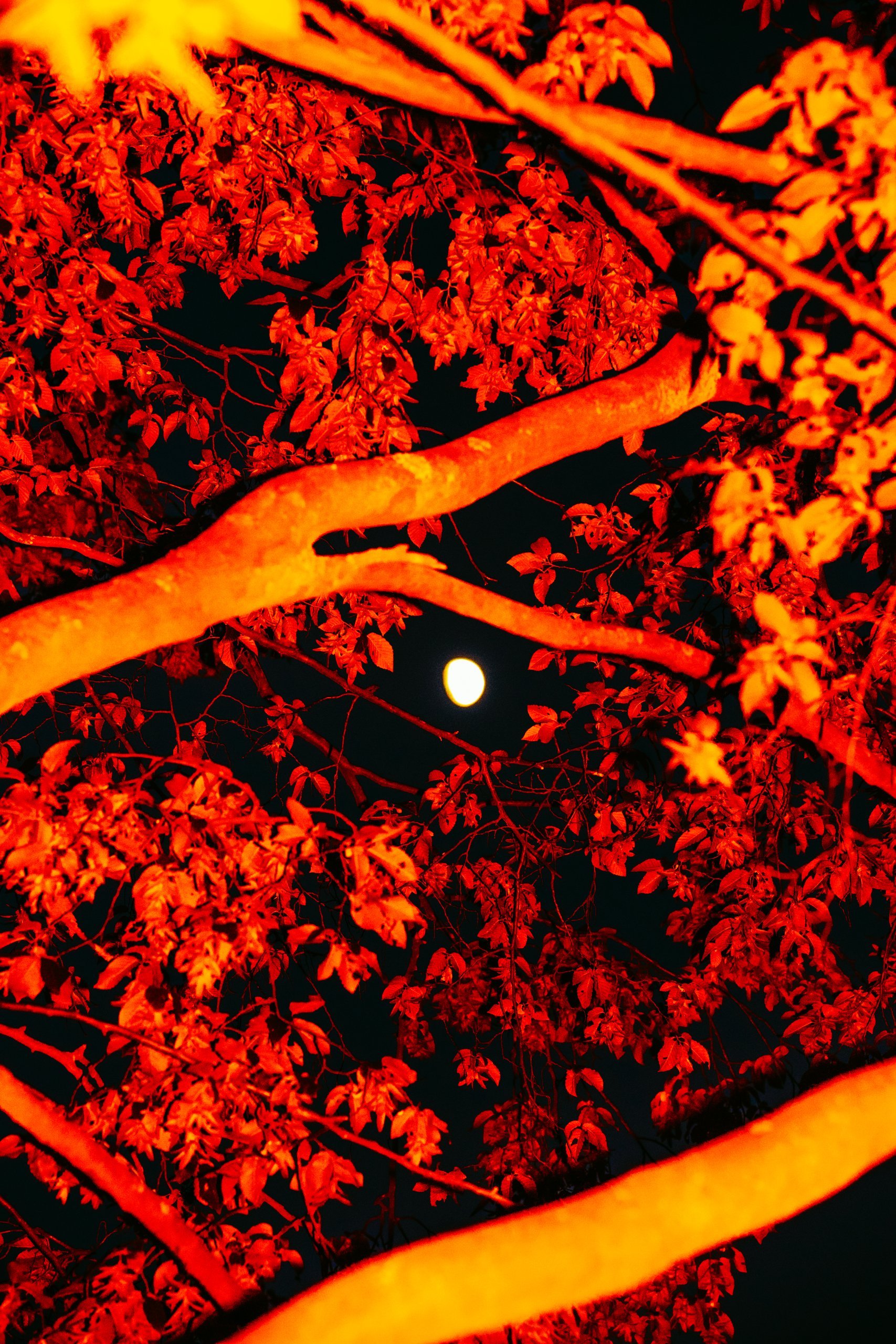 Insomnia — cover frame